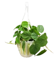 Heartleaf philodendron