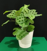 Maranta leuconeura Plant in Ceramic Pot