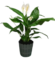 Spathiphyllum (peace Lily)