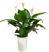 Spathiphyllum (Peace Lily)-80cm