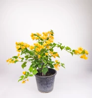 Bougainvillea Yellow