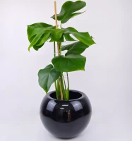 Monstera Delicosa W/Black Planter