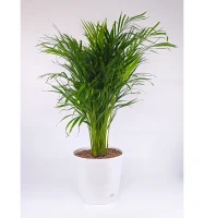 Areca Plam W/Planter