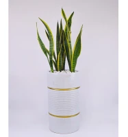 Sansevieria W/Planter