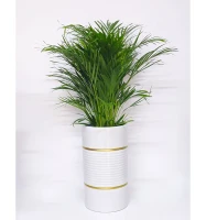 Areca Plam W/Planter