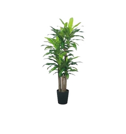 Dracaena Fragrans 3 pp     150 cm