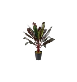 Cordyline KIWI       60 cm high