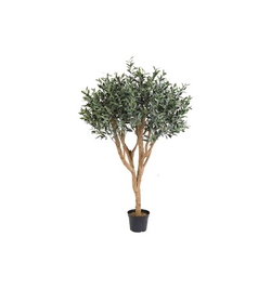 Olive  plant  180 cm high